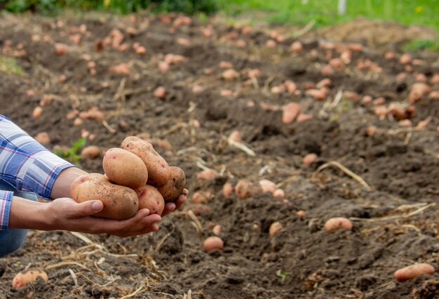 Pala y patatas en el jardín El granjero sostiene patatas en sus manos Cosechando patatas