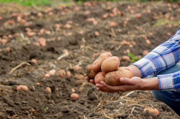 Pala y patatas en el jardín El granjero sostiene patatas en sus manos Cosechando patatas