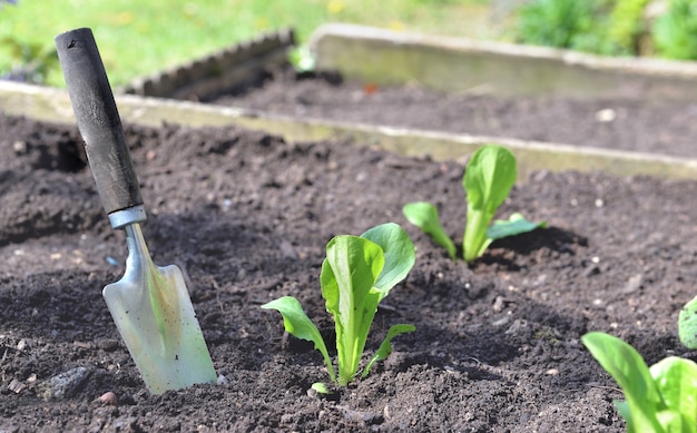 Pala de siembra en el suelo en el jardín junto a las plántulas de lechuga en crecimiento