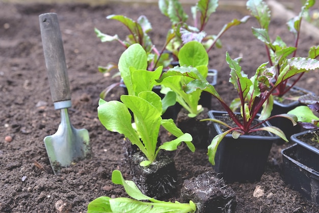 Pala de siembra en el suelo en el jardín junto a las plántulas de lechuga en crecimiento