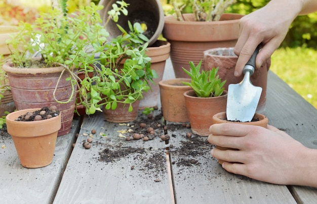 Pala sosteniendo por manos de jardinero planta para macetas sobre fondo de madera en un jardín.