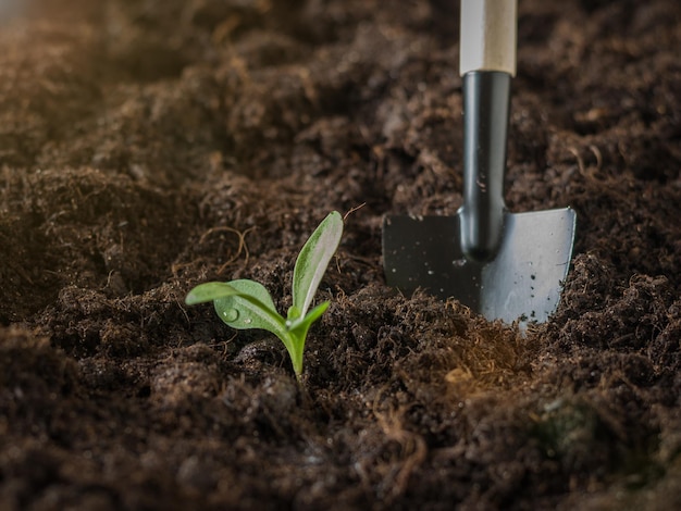 Una pala en el suelo junto a un brote de planta joven Plantar plantas jóvenes en suelo fértil