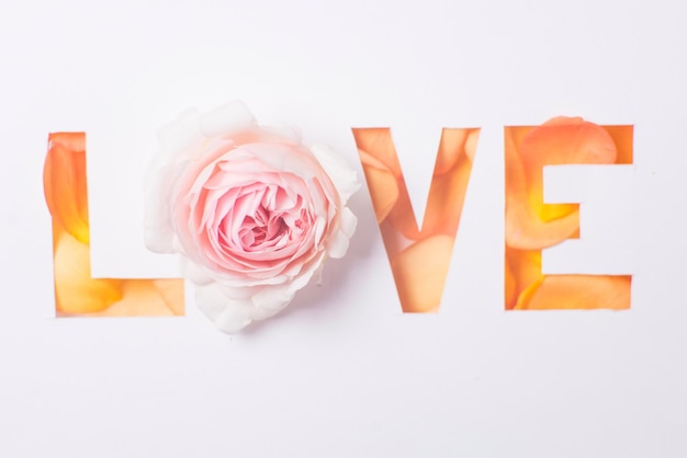 La palabra amor hecha de flores sobre fondo blanco.
