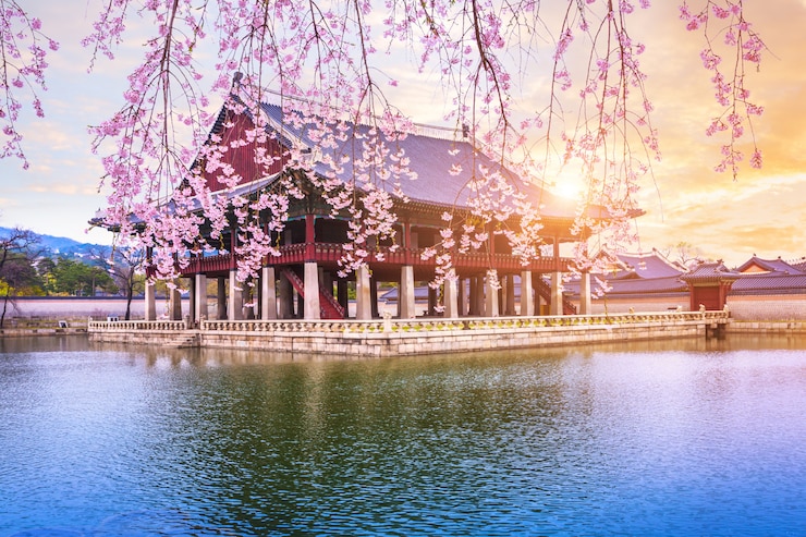 Foto palácio de gyeongbokgung com a árvore da flor de cerejeira no tempo de mola na cidade de seoul de coreia, coreia do sul.