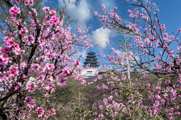 Foto palácio de gyeongbokgung com árvore de cerejeira em flor na primavera na cidade de seul, coreia do sul