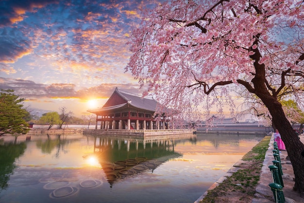 Foto palácio de gyeongbokgung no pôr do sol com árvore de cerejeira em flor na primavera em seul, coreia do sul