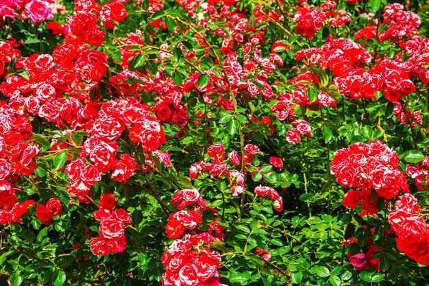 Palacio de Khan y un floreciente jardín de rosas en Bakhchisarai