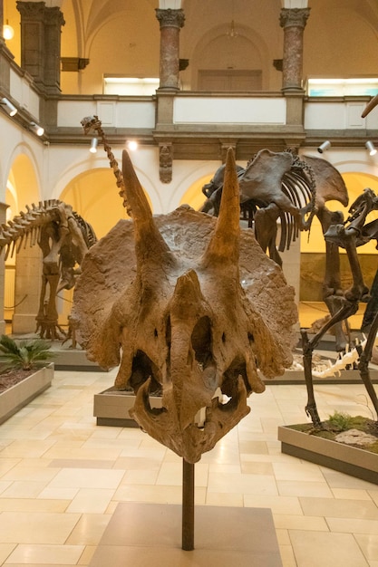 Paläontologisches Museum für Dinosaurierfossilien mit Triceratopsschädel