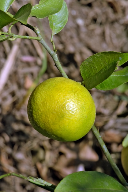 Palästinensische Nahaufnahme des süßen Kalkes auf Baum