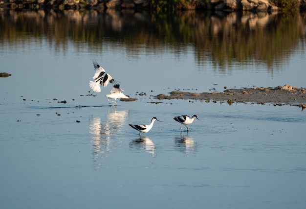 Palafitas de asas negras descansando e voando em um lago em maiorca, espanha