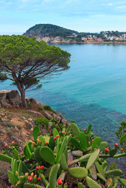 Palamos-küstenansicht mit blühendem kaktus vor. sommermorgenlandschaft, girona, costa brava, spanien.