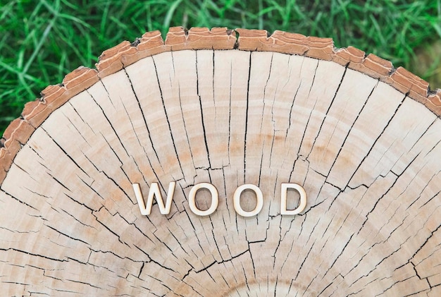 palavra madeira feita de letras de madeira no toco na floresta