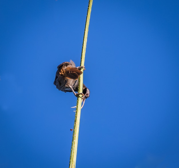 Foto pale-billed sicklebill