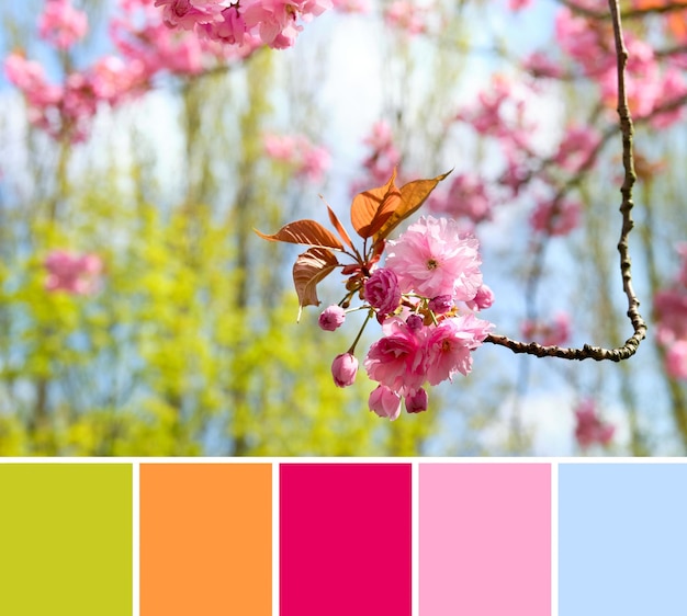 Paleta de combinación de colores de primavera Flores de cerezo rosa sakura con hojas verdes y cielo azul pálido