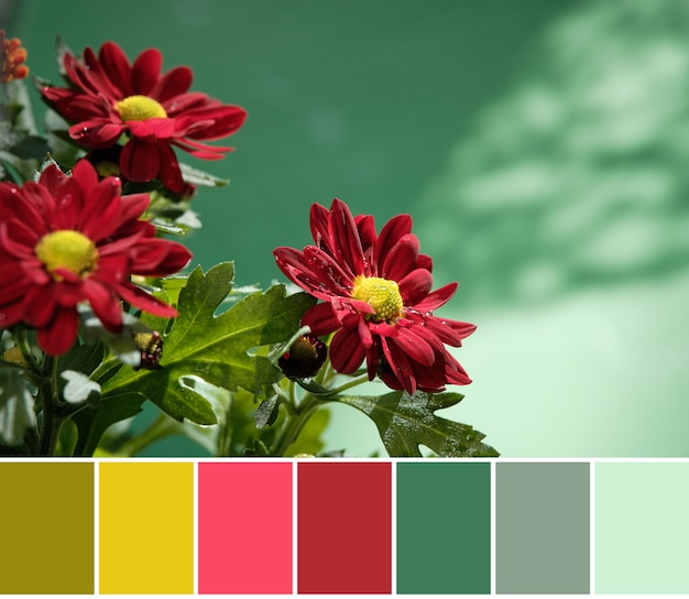 Paleta de correspondência de cores de flores de crisântemo vermelho