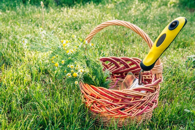 Paleta de jardín de mano pequeña y ramo de manzanilla de campo en canasta de mimbre con hierba verde en el fondo. Herramientas de jardín