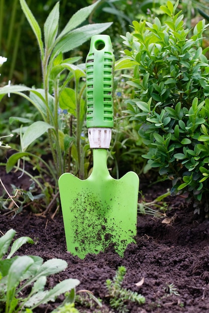 Paleta en jardín en suelo entre plantas