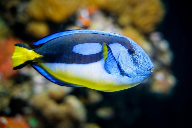 Palette-Chirurgenfisch unter Wasser im Meer