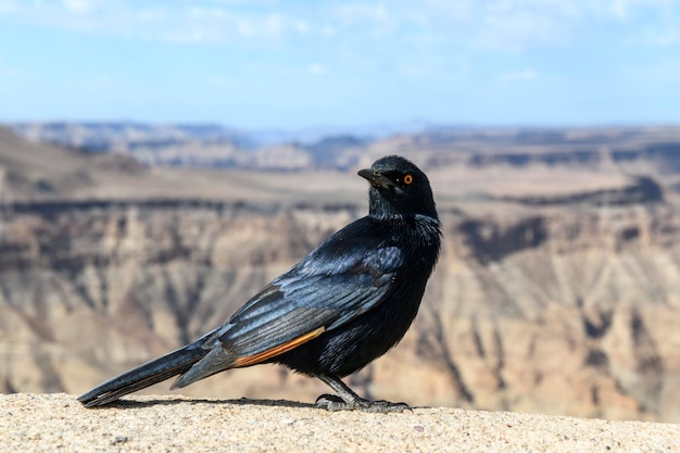 Palewinged Starling Onychognathus nabouroup Fish River Canyon in Namibia