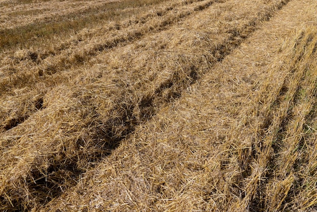 Palha amarela dourada no campo após a colheita