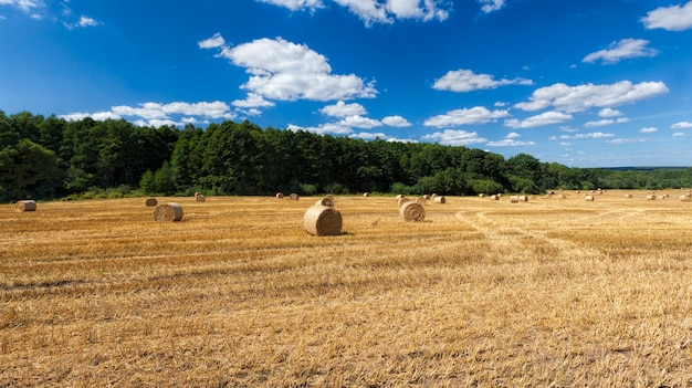 Palha de laranja dourada após a colheita do trigo, um campo agrícola onde a palha do trigo é coletada em pilhas para uso na agricultura e pecuária