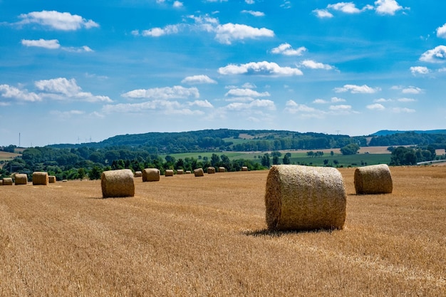 Palha de palheiros de rolos no campo colheita de trigo Campo rural com fardos de feno Paisagem