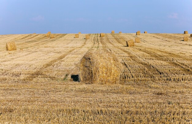 Palha do monte de feno no campo agrícola após a colheita.