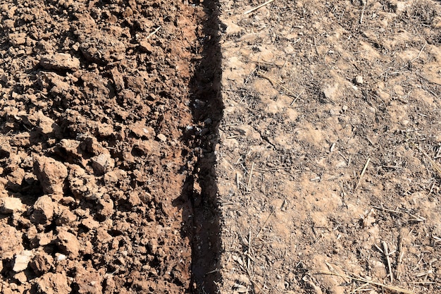 Palha e caroço de terra em campo de arroz antes de arroz de planta