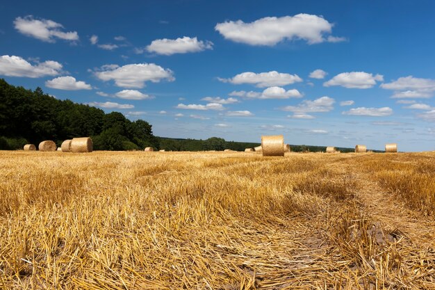 Palha em terras agrícolas