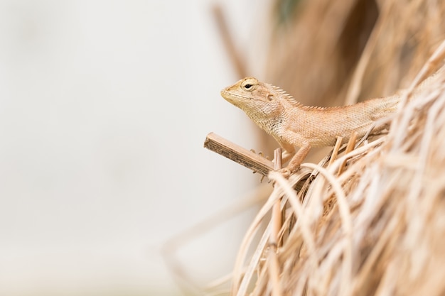 Foto palha. lagarto de árvore na palha seca.