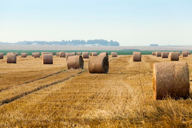 Palha no campo