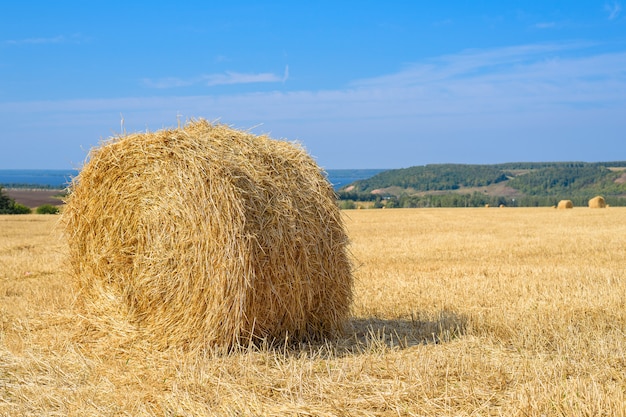 Palheiro redondo no campo após a fenação, cópia espaço, conceito da indústria agrícola