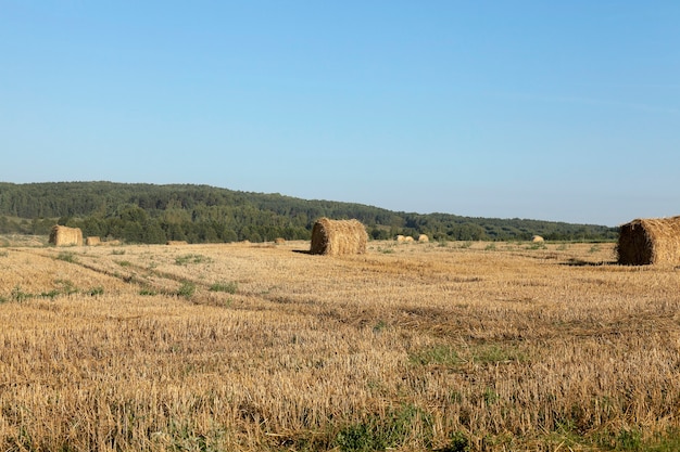 Palheiros em um campo de palha - um campo agrícola, que permaneceu Palha Haystacks após a colheita do trigo