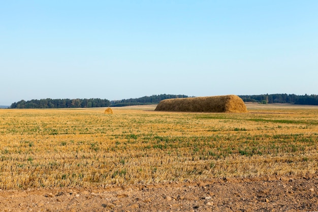 Palheiros em um campo