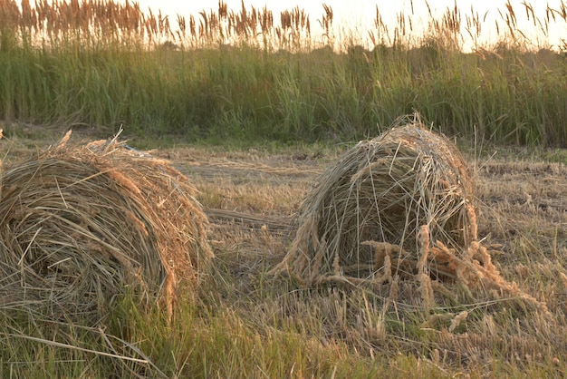 Palheiros enrolados em fardos nos campos de kuban