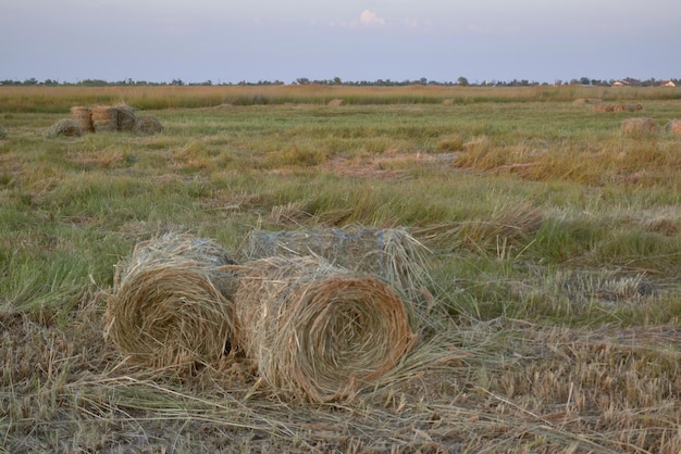 Palheiros enrolados em fardos nos campos de kuban