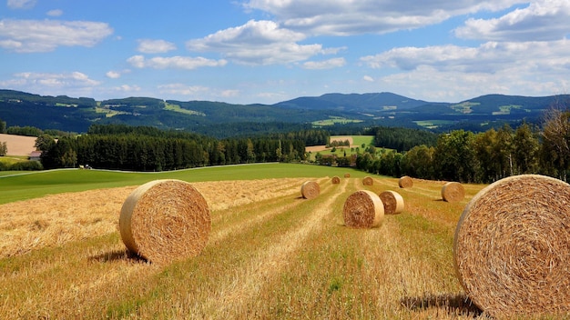 Palheiros no campo. Paisagem rural. Verão.