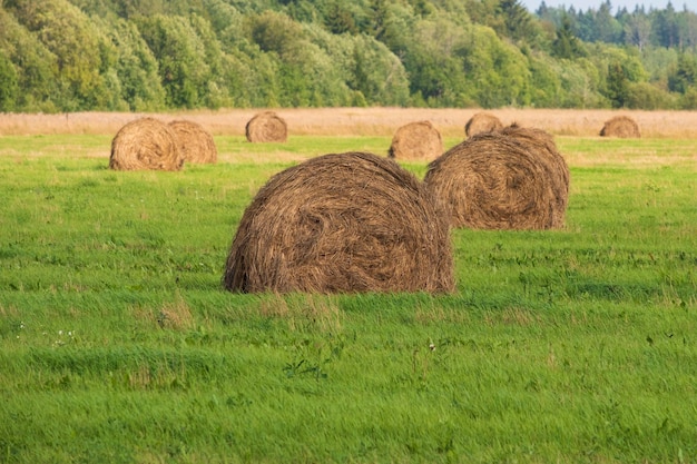 Palheiros redondos em um campo em uma vila no outono