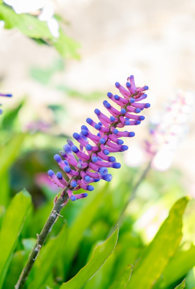 Foto palito de fósforo bromeliadaechmea gamosepala flor rosa e azul