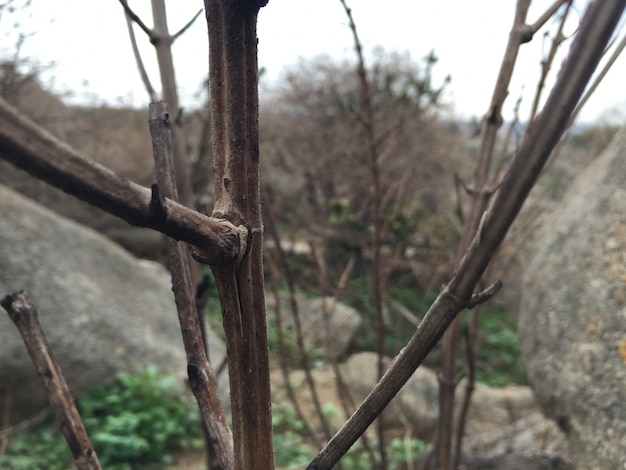 Palitos de plantas em seco