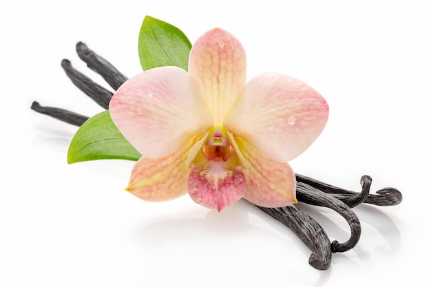 Palitos de vainilla secos y flor de orquídea aislado sobre fondo blanco.