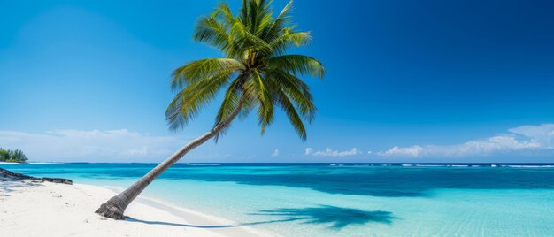 Palm auf einem exotischen tropischen Strand Panoramablick auf Ozean und Küste Ferien-Freizeit-Mockup