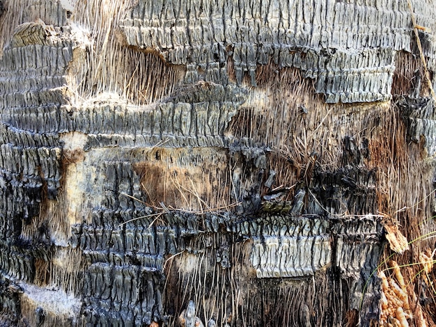 Palm Bark geschält aus Textur