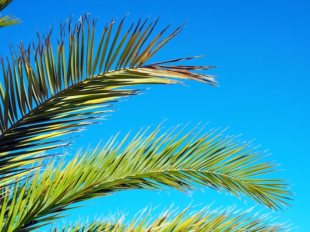 Palm-Baum-Nahaufnahme gegen blauen Himmel