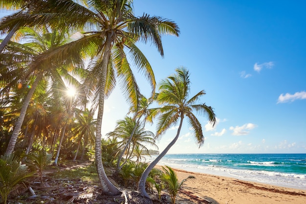 Palm Beach en la idílica isla paradisíaca tropical - Caribe - República Dominicana Punta Cana