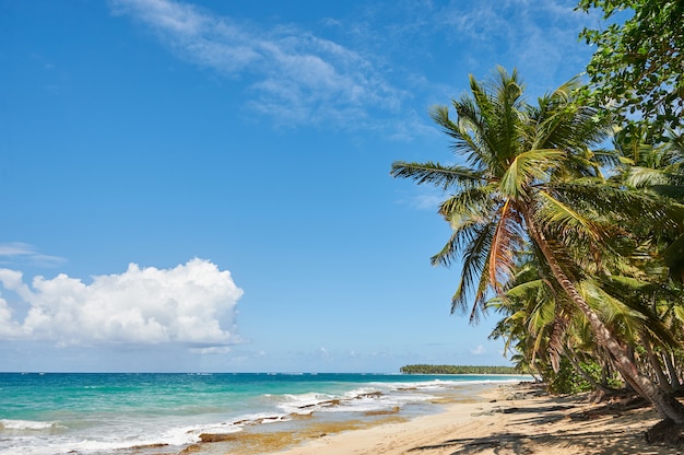 Palm Beach en la idílica isla paradisíaca tropical - Caribe - República Dominicana Punta Cana