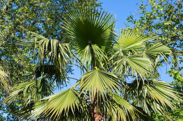 Palm en el cielo azul de fondo fondo tropical el concepto de unas vacaciones de verano