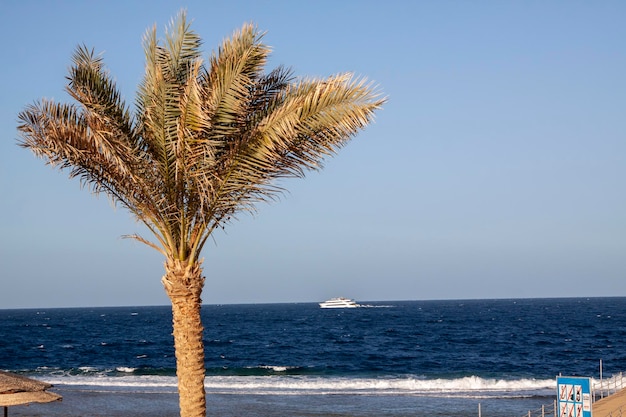 Palm com o fundo do mar e iate a motor branco