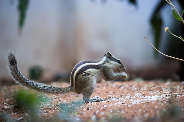 Palm Eichhörnchen oder Nagetier oder auch als Streifenhörnchen bekannt, hielt auf dem Boden inne