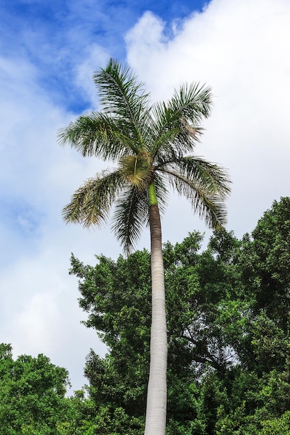 Palm em dia ensolarado